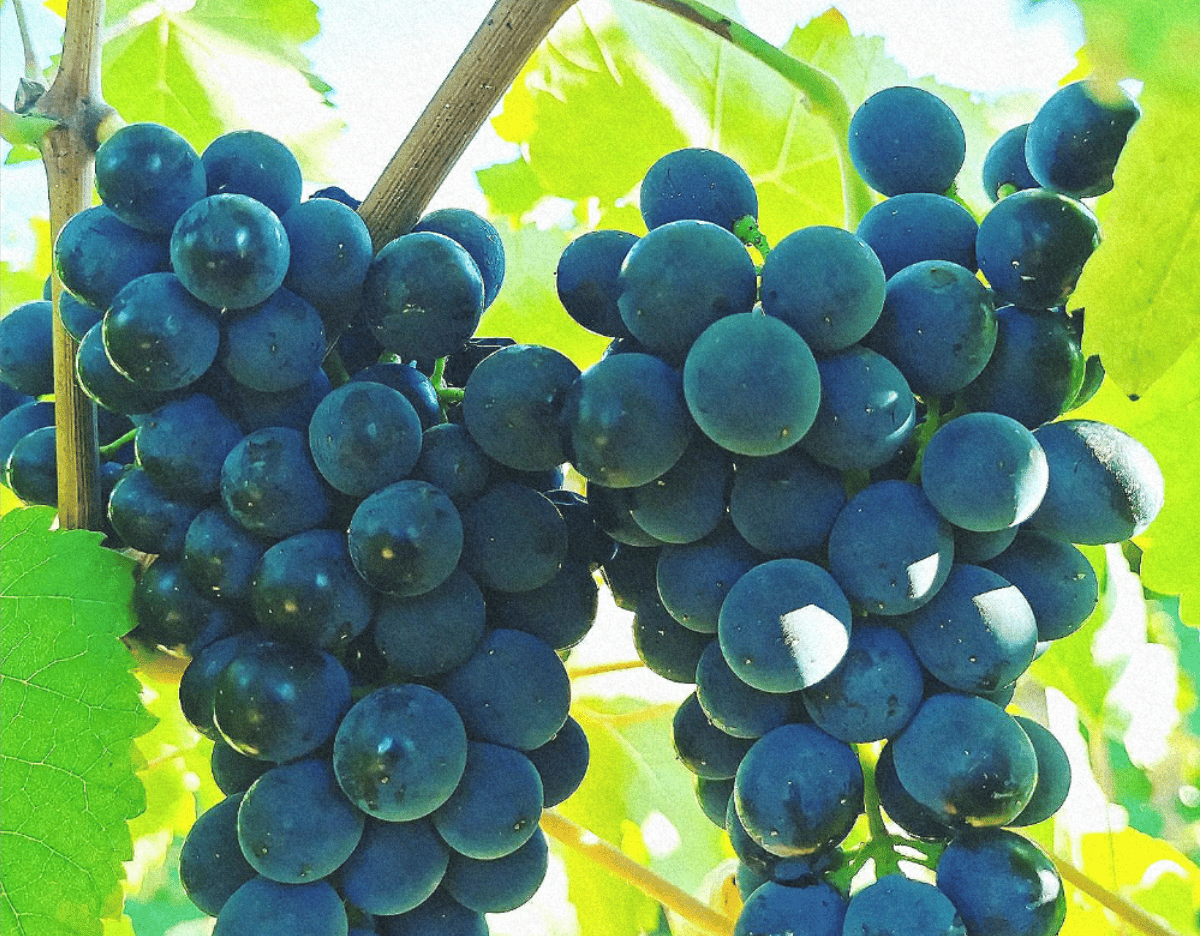deux belles grappes de raisin noir à l'ombre des feuilles de vigne