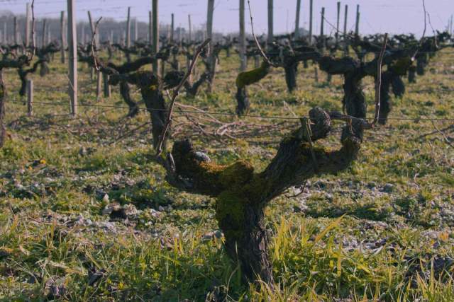 Le marché des vignes en France en 2025, appellation par appellation Le marché des vignes en France en 2025, appellation par appellation